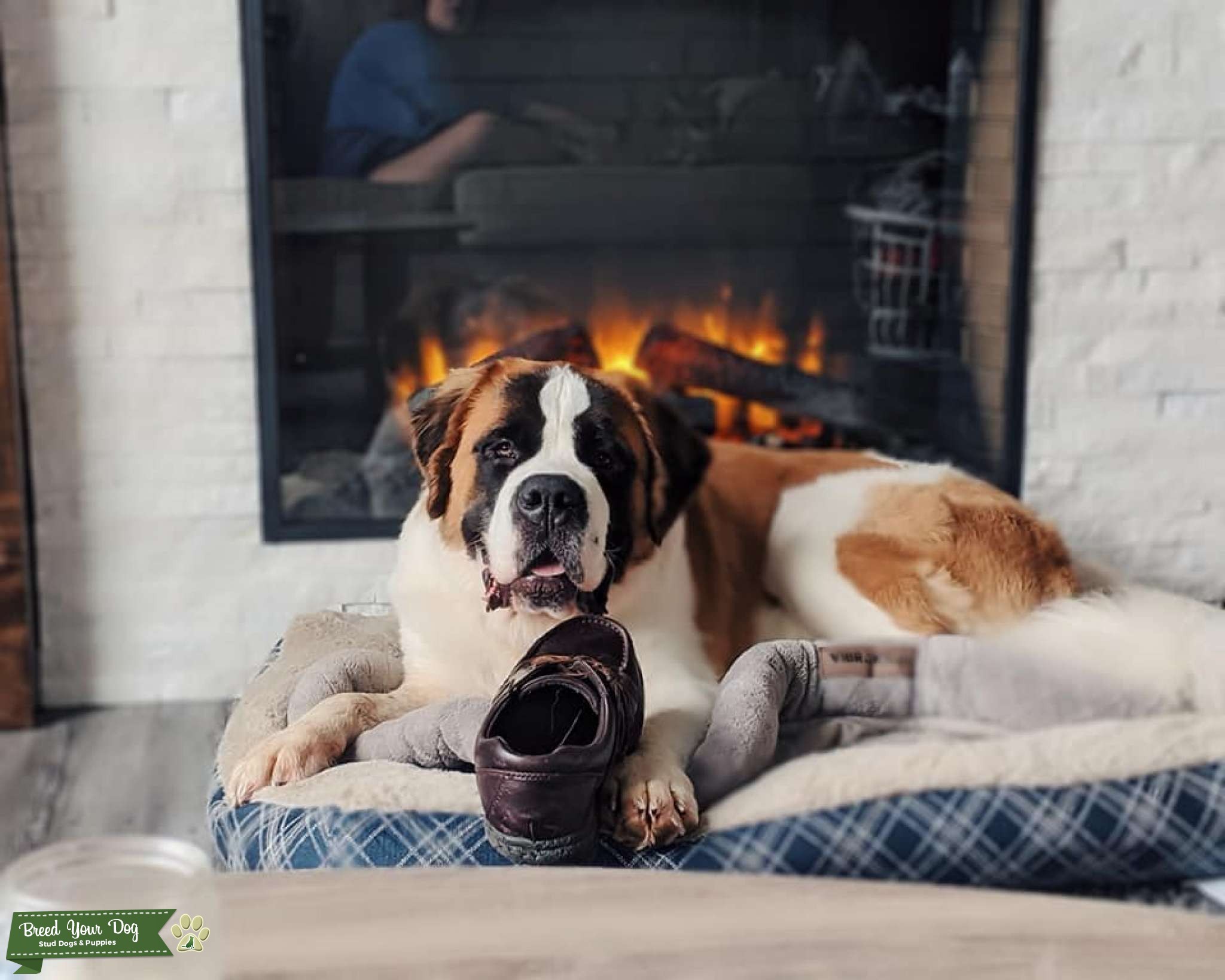 Fixing Soon! Stud Dog in America, the United States Breed Your Dog