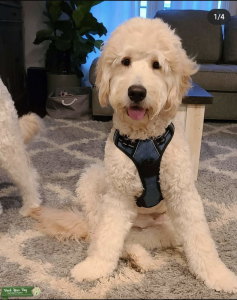 Goldendoodle F1 Hypoallergenic  Listing Image