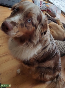 Red Merle Australian Shepherd purebred Listing Image
