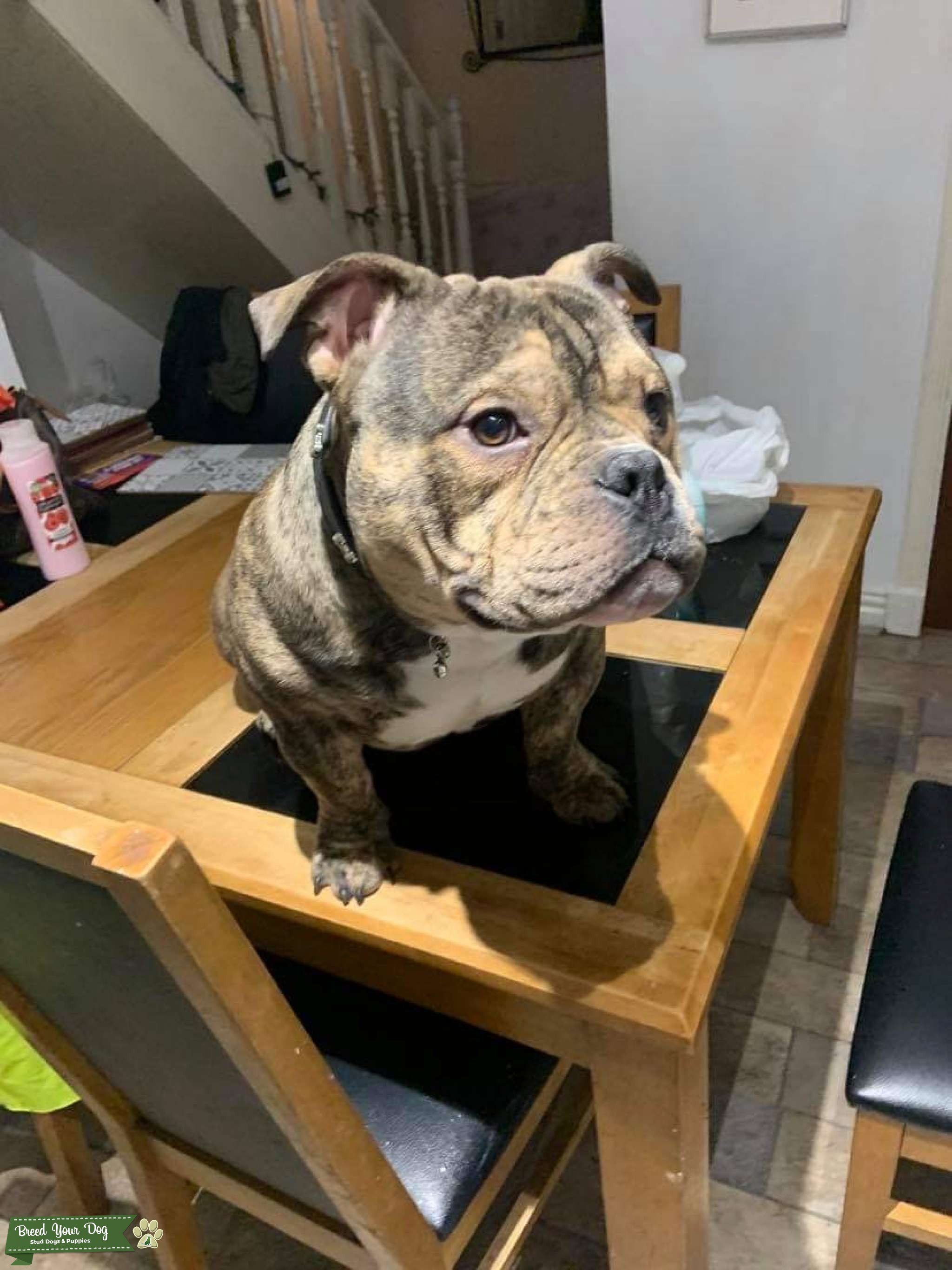 American Micro Exotic Bully Stud Dog West Midlands Breed Your Dog