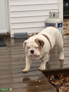 Victorian bulldog stud Listing Image