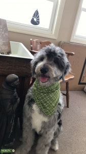 Beautiful F1 Aussiedoodle Genetic Tested Clear Listing Image