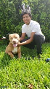 American bulldog mix with pitbull Listing Image