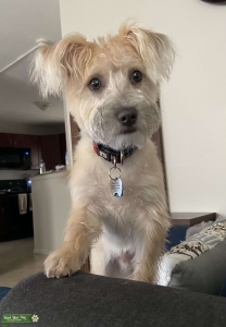 Looking For a Female Pup Listing Image