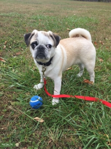 Panda Pug Stud Listing Image