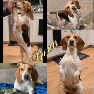 Tri Color Beagle looking for stud Listing Image
