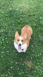 Pembroke Welsh Corgi looking for single male  Listing Image
