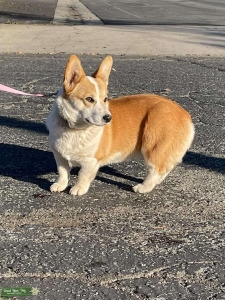 Pembroke Corgi Listing Image