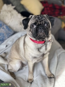 Black and Fawn Pug Listing Image