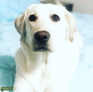 AKC White English lab Listing Image