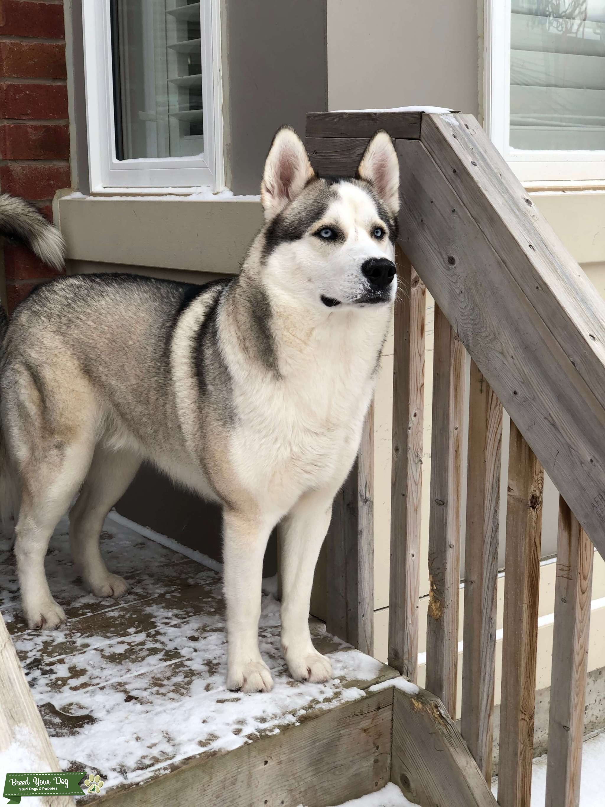 Pure breed Siberian husky Stud Dog in Toronto , the United States