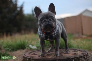AKC Blue / Brindle French Bulldog Stud Service Listing Image