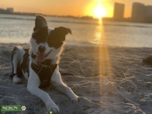 Looking to breed border collie before he is fixed this may 2021 Listing Image