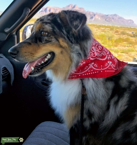 Blue Merle Australian Shepherd Stud  Listing Image