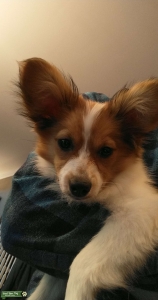 Papillon Male stud  Listing Image