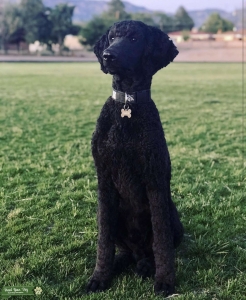 AKC Standard Poodle Listing Image