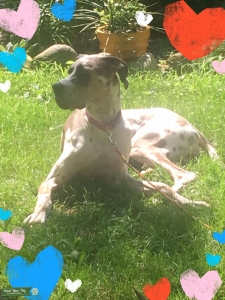 Lady Luna Skye of Michigan  Listing Image