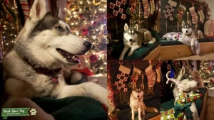 Siberian Husky Looking For a Stud with pure blood  Listing Image