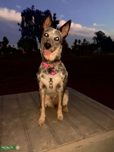 Blue Heeler female  Listing Image
