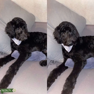 Bernedoodle Stud Listing Image