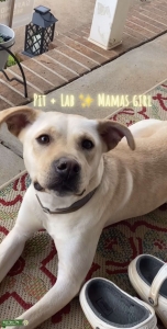 Strong & Active Pit Mix Listing Image
