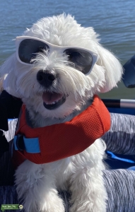 Handsome Maltese is looking for a bride Listing Image