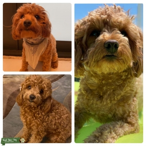 Looking for a male mini goldendoodle  Listing Image