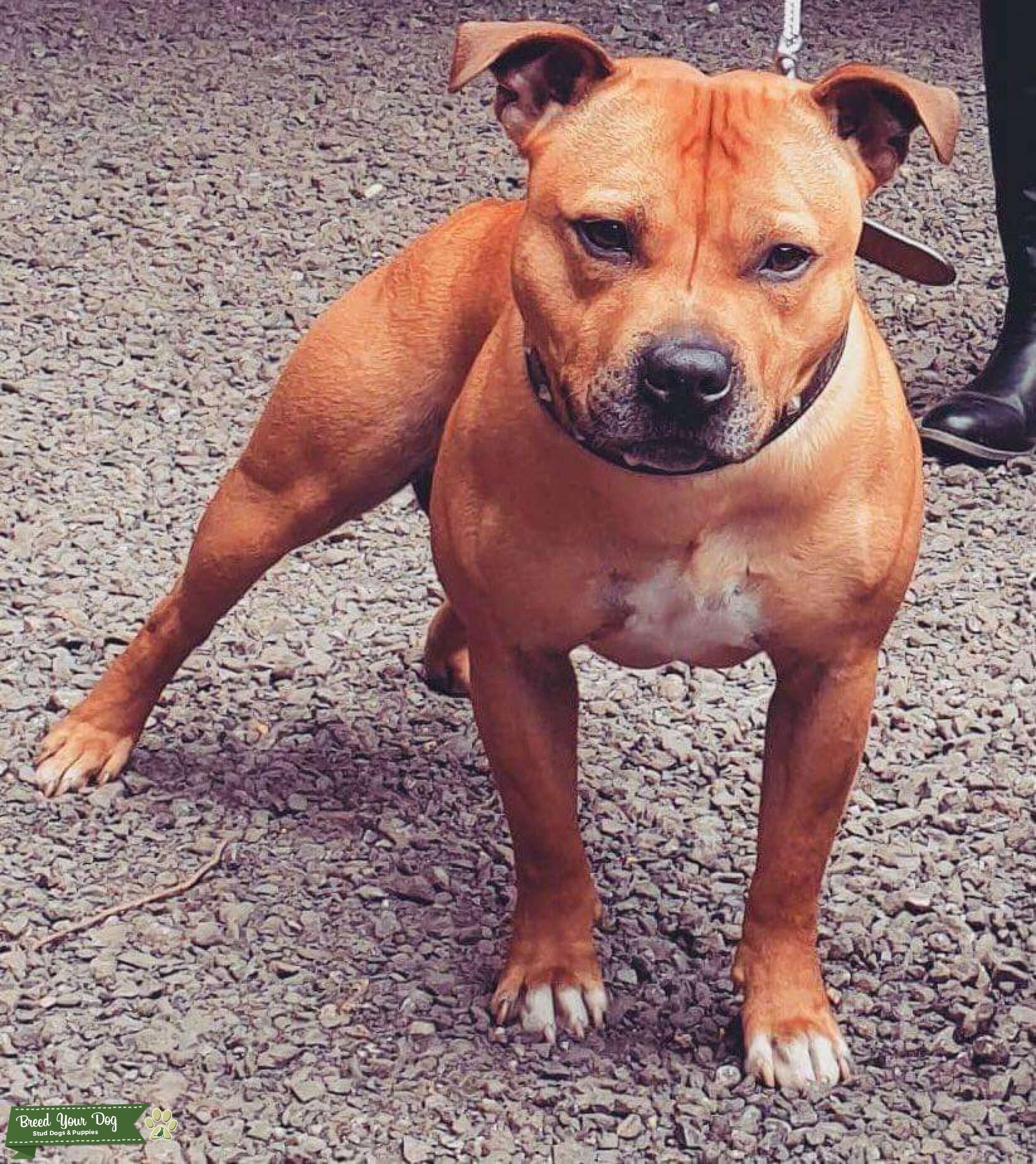 Brown Golden Staffordshire Bull Terrier Stud Dog In West Yorkshire Brown Golden Staffordshire Bull Terrier Stud Dog In West Yorkshire
