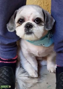 Male Shih Tzu Championship blood line AKC registered!! Listing Image