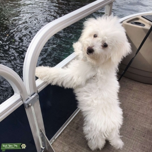 AKC/Wisdom Panel Bichon Frise Stud Listing Image
