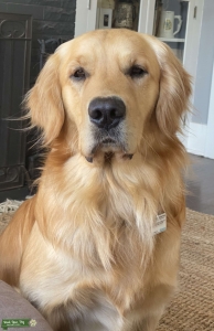 Gorgeous Golden Retriever Stud with Extremely Sweet Personality Listing Image