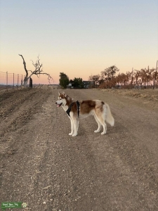 Red Siberian husky, brown eyes  Listing Image