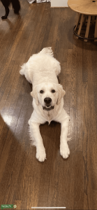 English Cream Golden ISO Female  Listing Image