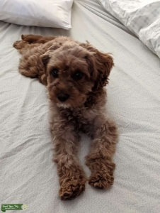 Rust colored Cavapoo (Bitch)  Listing Image
