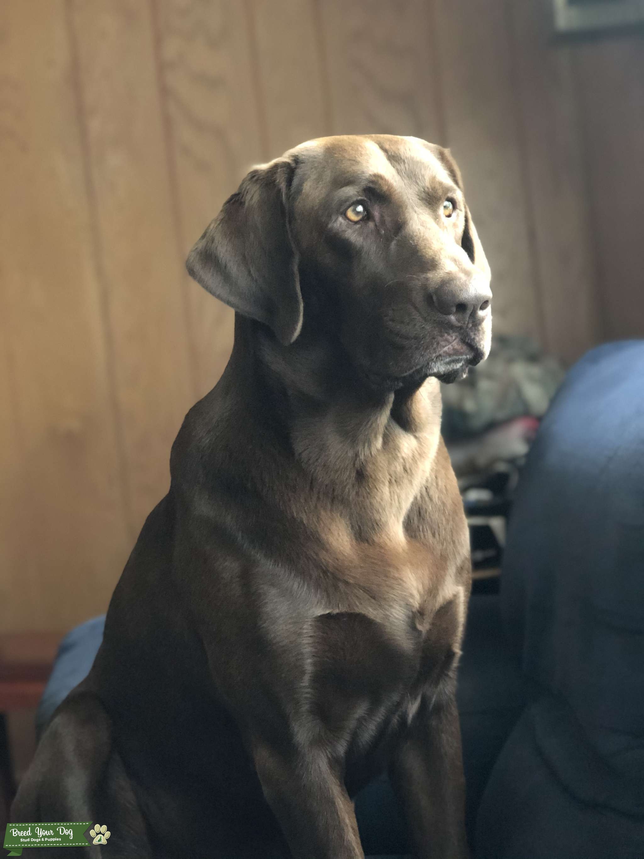 AKC Chocolate Lab Stud Dog in Northern Virginia, the United States
