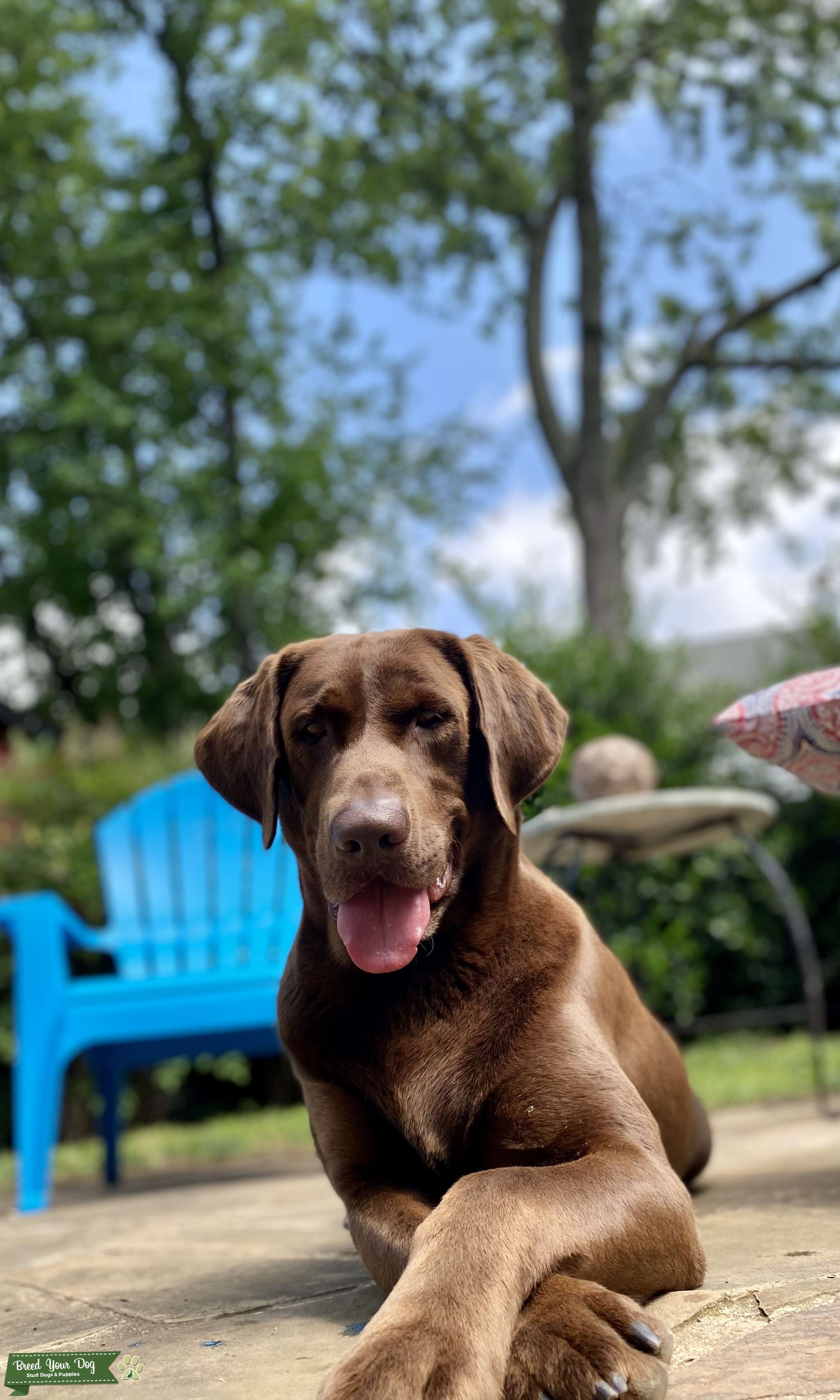 AKC Chocolate Lab Stud Dog in Northern Virginia, the United States