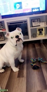 English Bulldog Stud Listing Image
