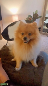 Looking to breed my beautiful Pomernia Listing Image