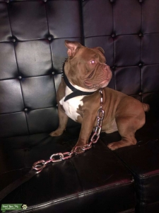 Movie Star Duke Up For Stud . Listing Image
