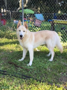 Off-white siberian husky Listing Image