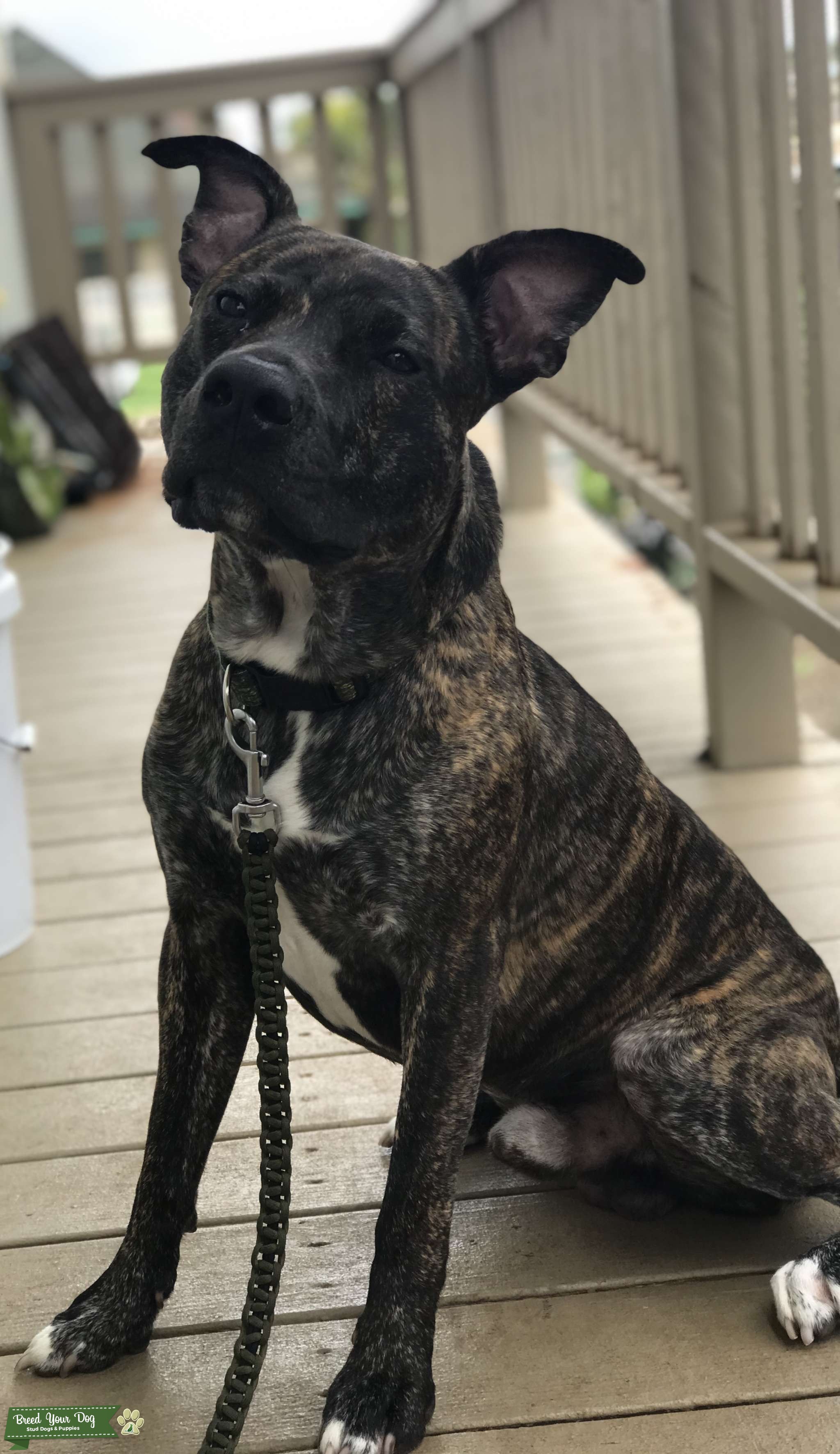KAUAI American Stafforshire Terrier Stud Dog in Kauai, the United