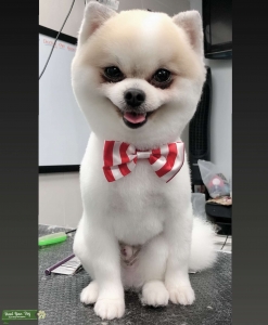 Teddybear Pomeranian Stud Listing Image