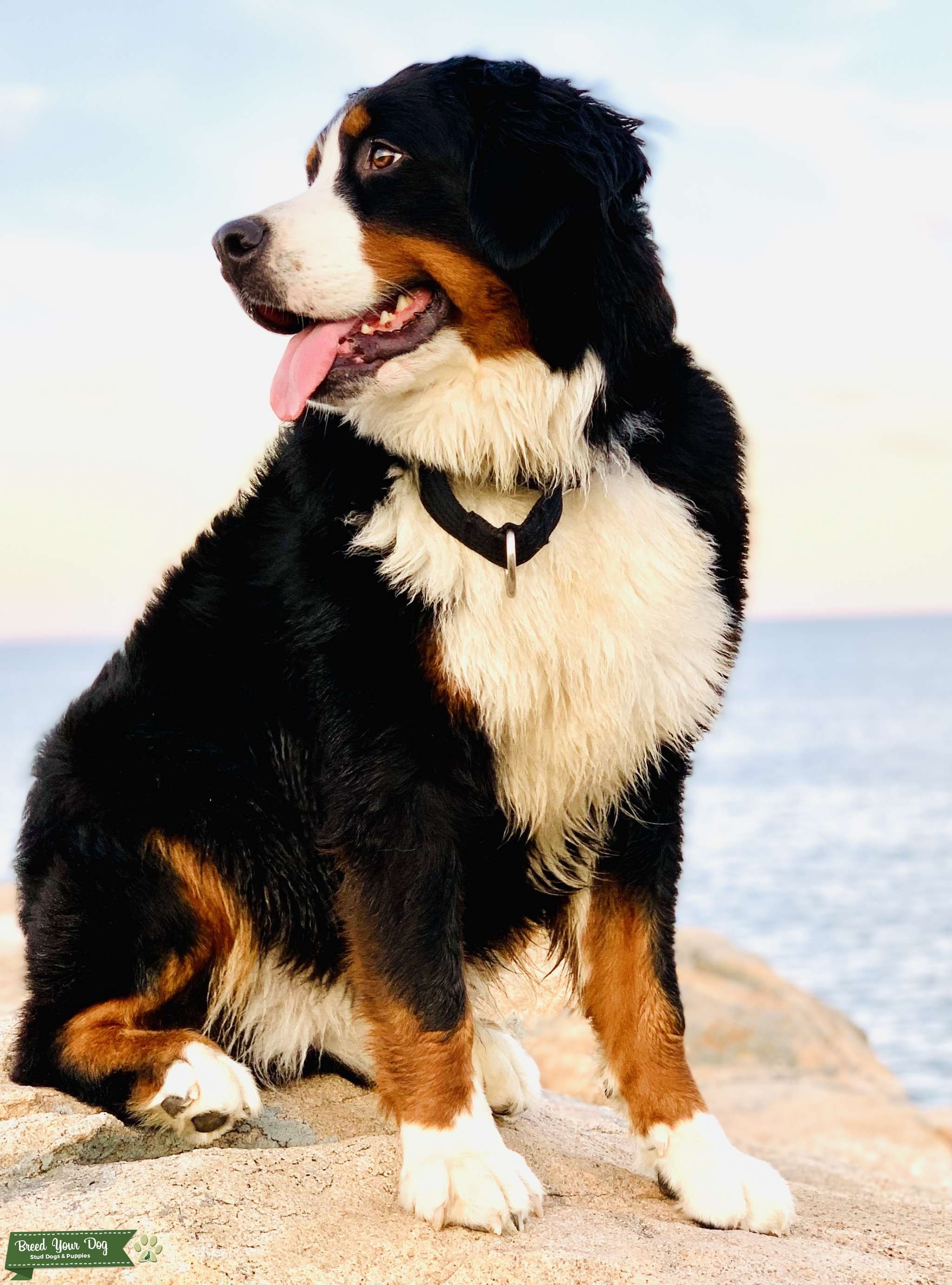 Female Bernese Mountain Dog Ready To Breed Stud Dog in Attleboro, MA