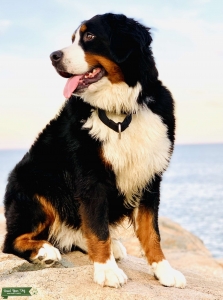 Female Bernese Mountain Dog Ready To Breed Listing Image