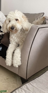 Golden doodle single Listing Image