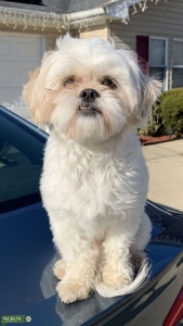 Shih Tzu looking for a Female!!  Listing Image