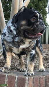 American BullyDog  Listing Image