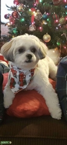 Teddy Bear (Shih Tzu Bichon) Listing Image