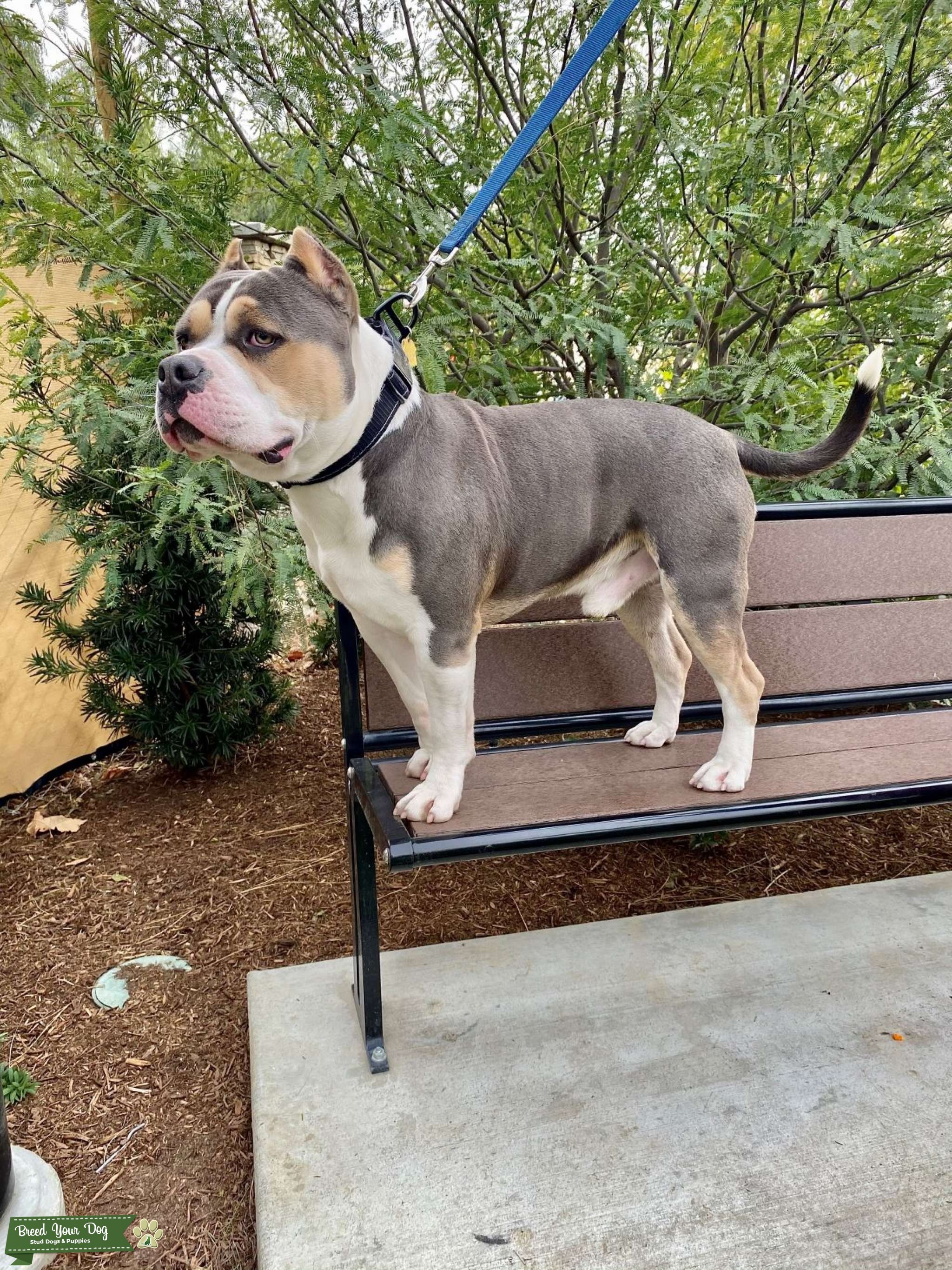 American Bully Stud Dog in CA, the United States Breed Your Dog