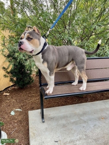 American Bully Listing Image